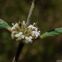 Hedyotis ceylanica N.Wikstr. & Neupane